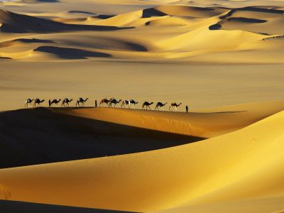-johnny-tuareg-nomads-with-camels-in-sand-dunes-of-sahara-desert-arakou.jpg